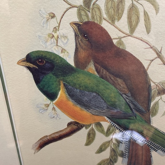 Framed Trogon Bird Art Print - Picture 10 of 16